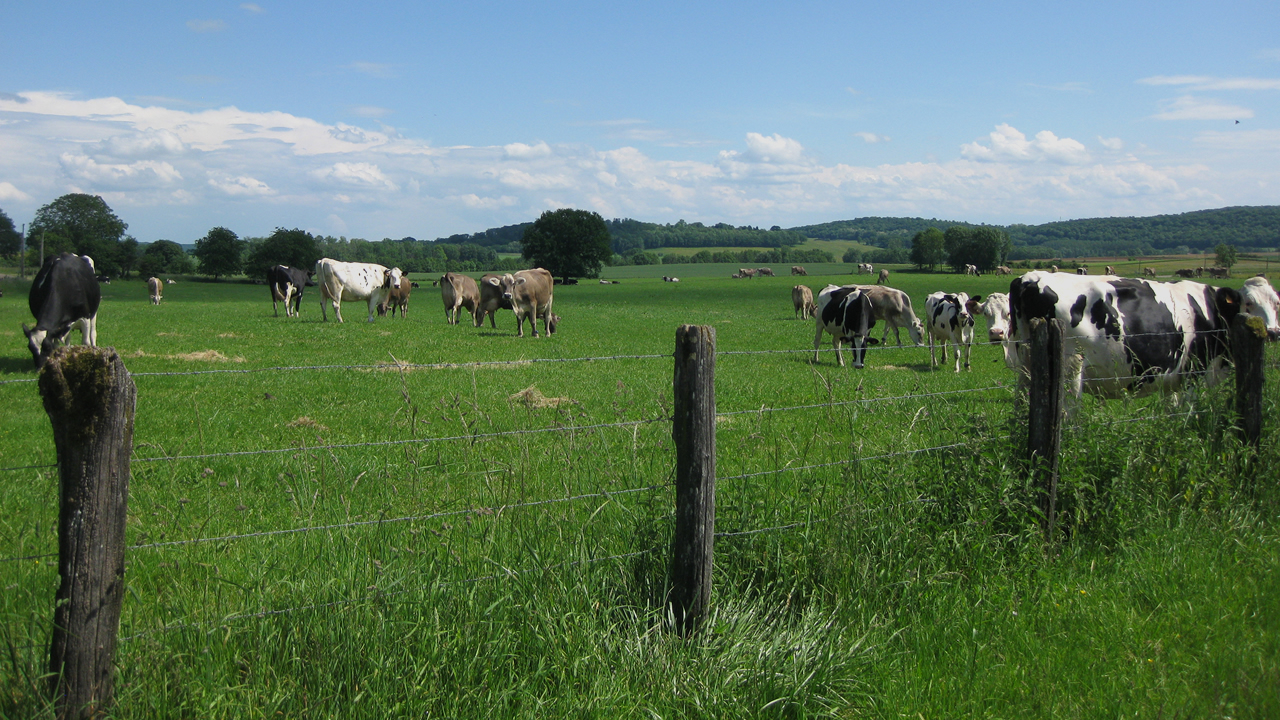 vaches au pré