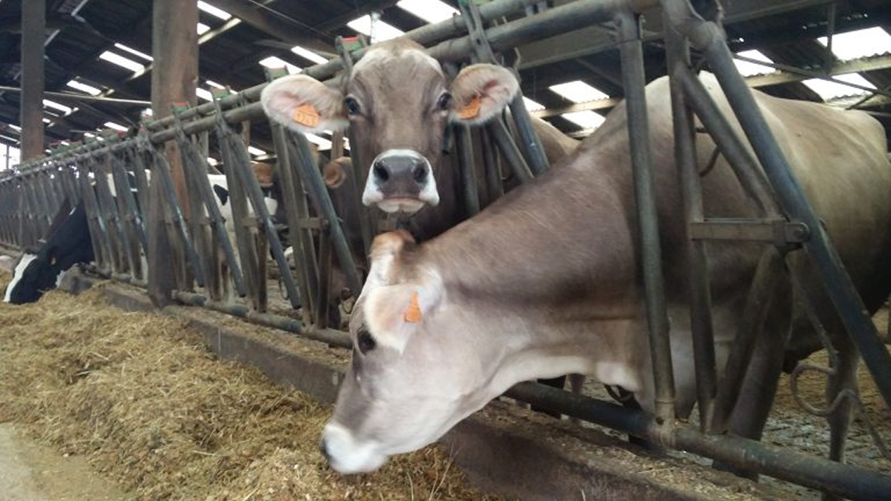 vaches à l'étable