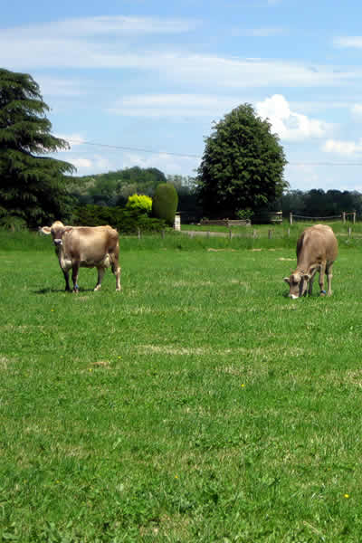 vaches en prairie