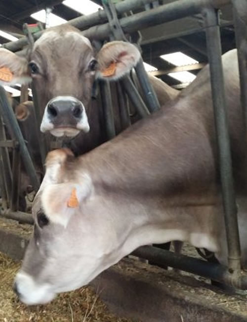 ferme fromagerie remillet