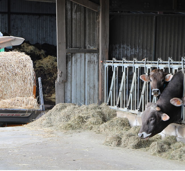 etable ferme fromagerie