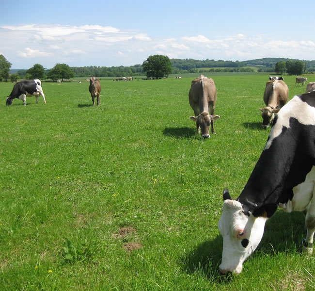 vache en prairie ferme fromagerie