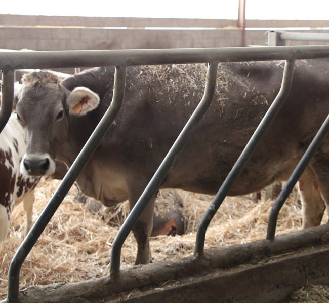 vaches laitière ferme fromagerie