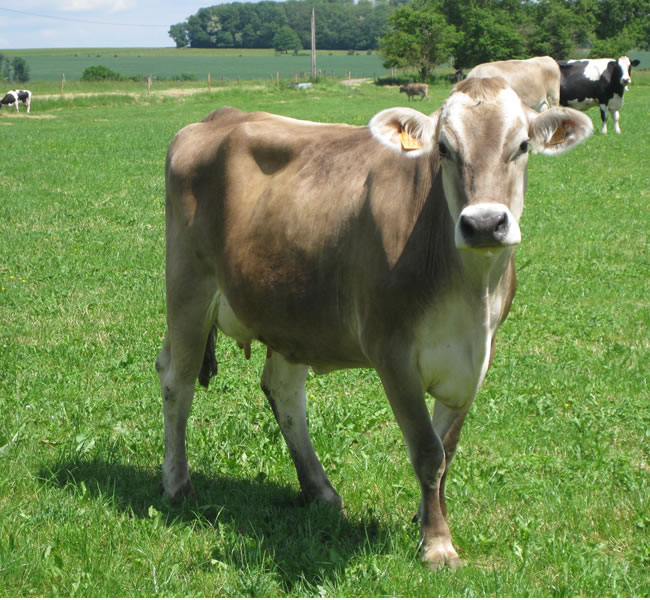 vache laitière ferme fromagerie